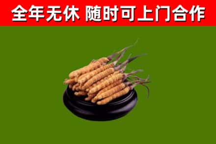 大田回收散虫草