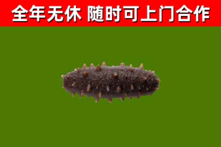 大田回收海参干